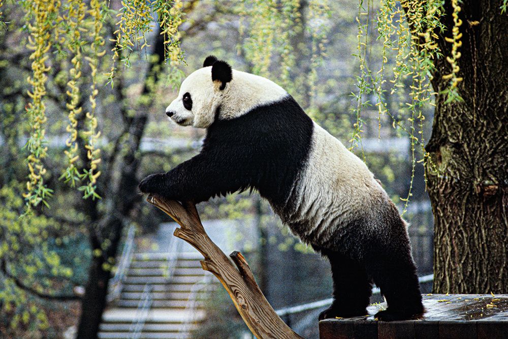 Giant Panda II