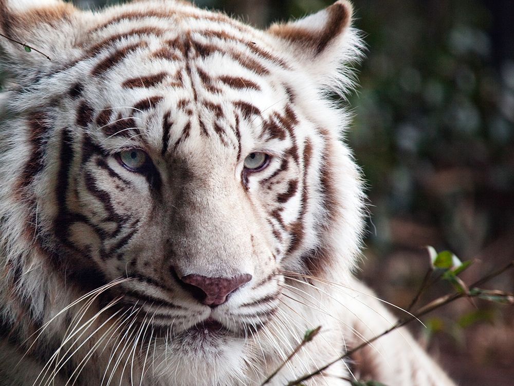White Bengal Tiger