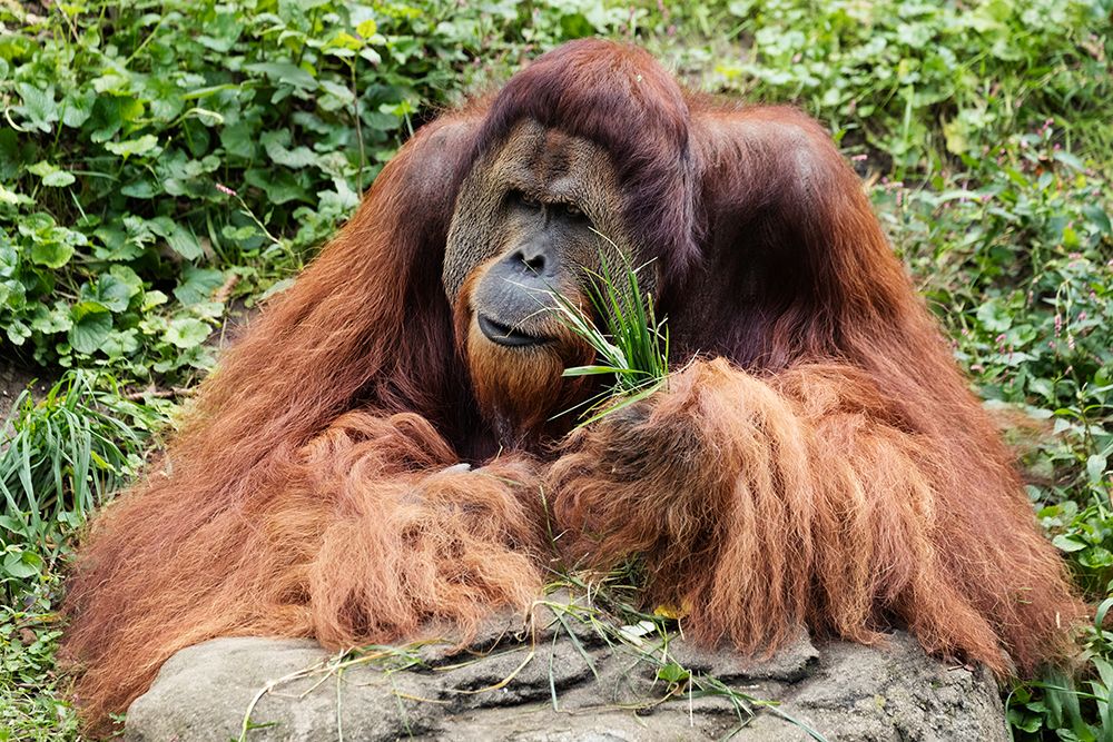 Orangutan
