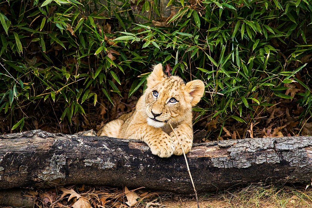 African Lion
