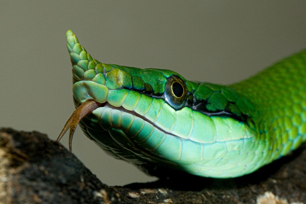 Rhinocoros Snake