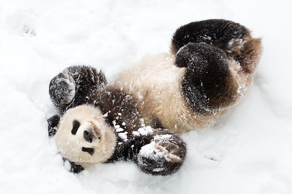 Giant Panda III