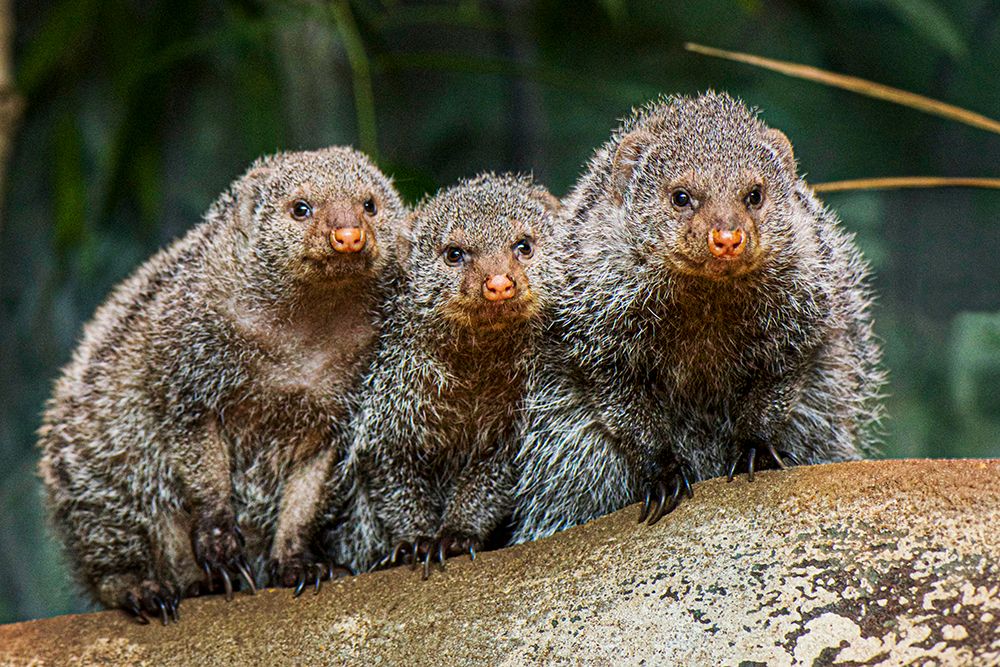 Banded Mongoose