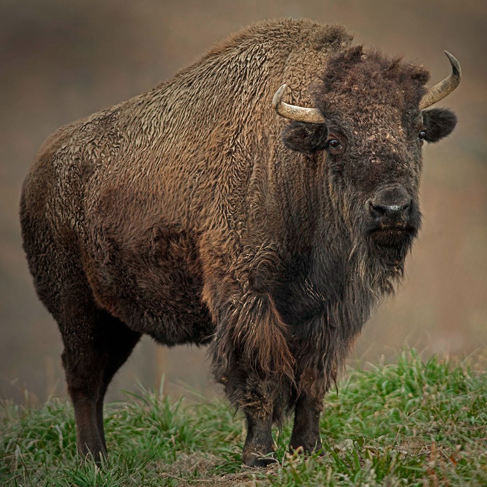 American Bison