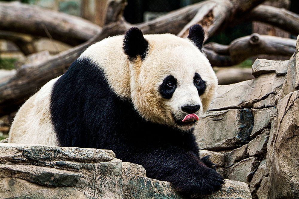 Giant Panda IV
