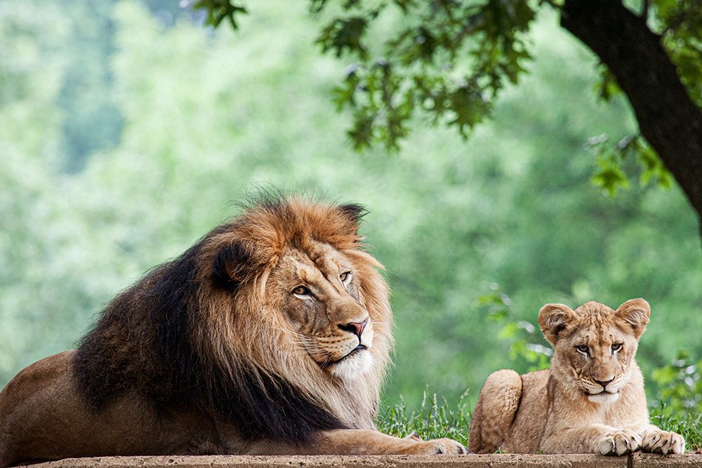 African Lion