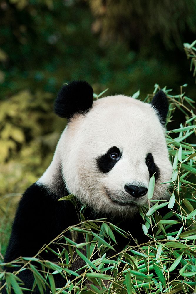 Giant Panda V