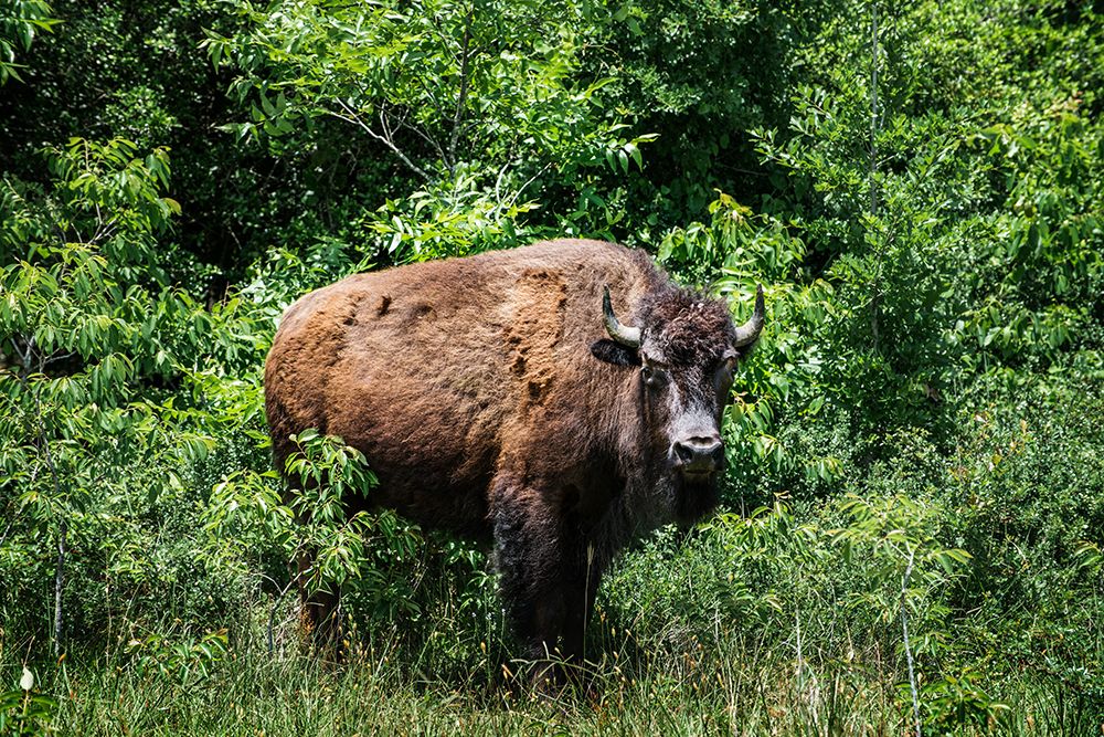 American Bison
