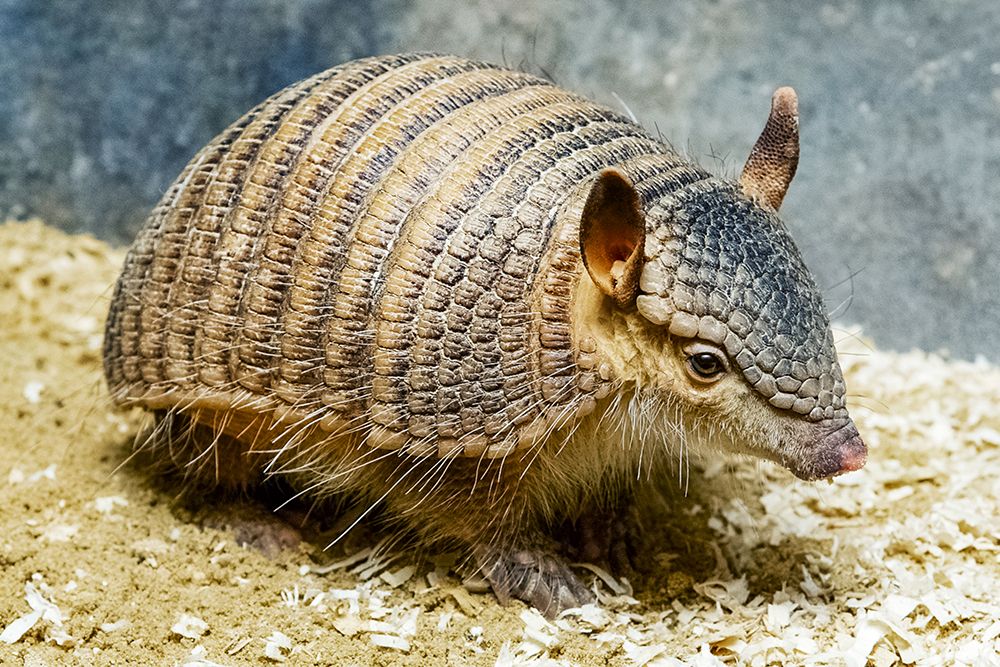 Screaming Hairy Armadillo