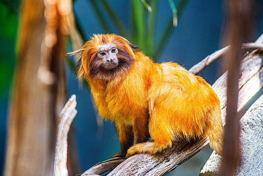 Golden Lion Tamarin
