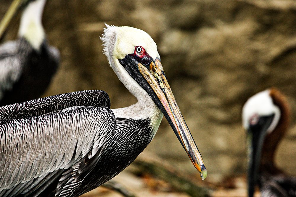 Brown Pelican