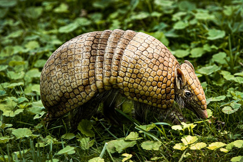 Three-banded Armadillo