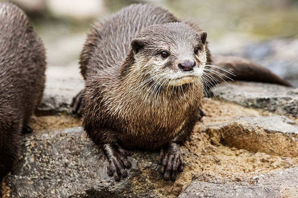Asian Small-clawed Otter