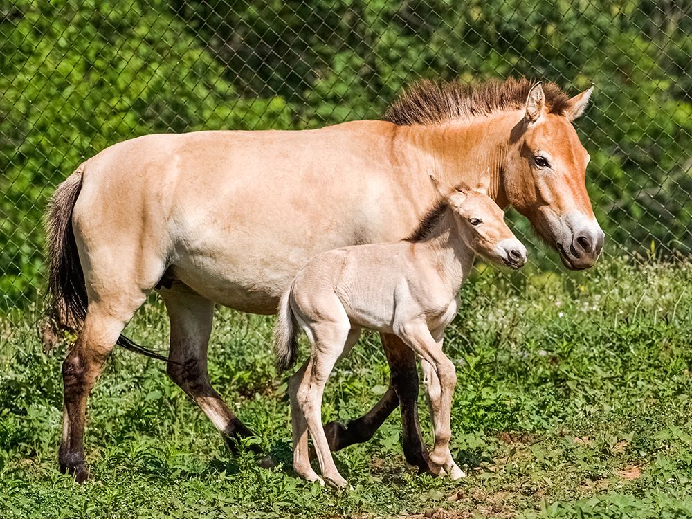 Horse