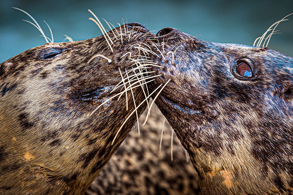 Harbor Seals