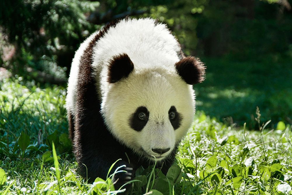 Giant Panda VI