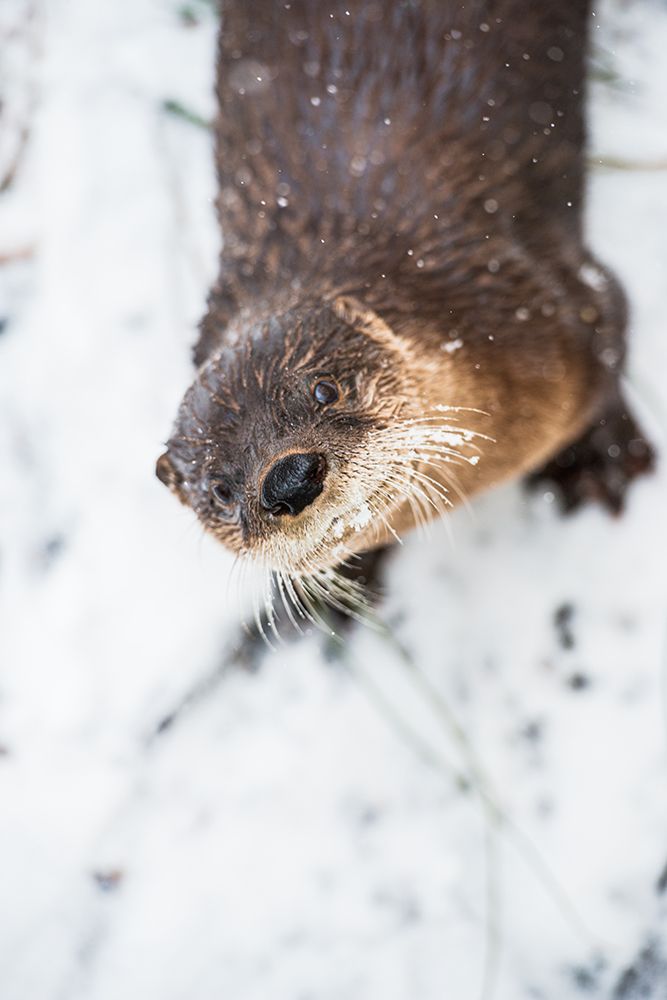 North American River Otter