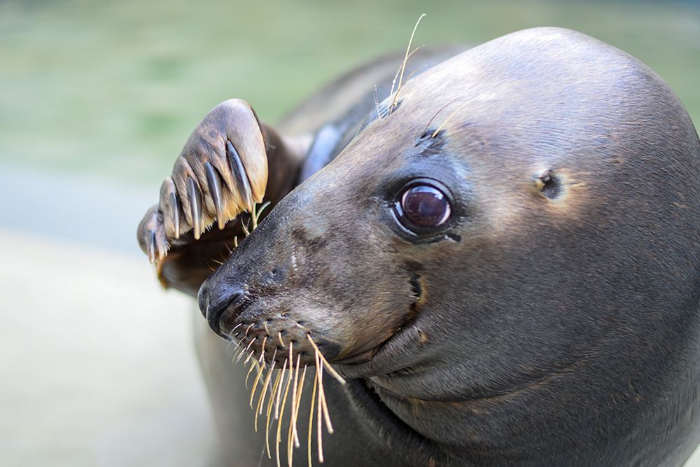 Gray Seal