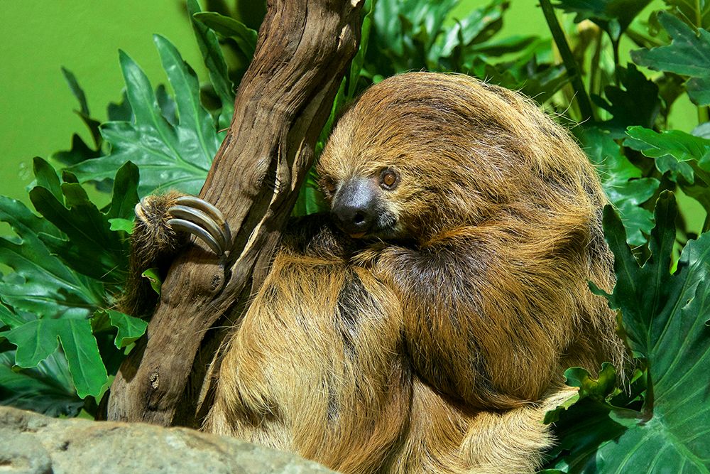 Linnes Two-toed Sloth