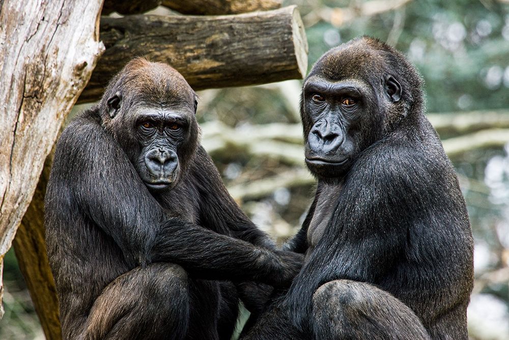 Lowland Gorilla