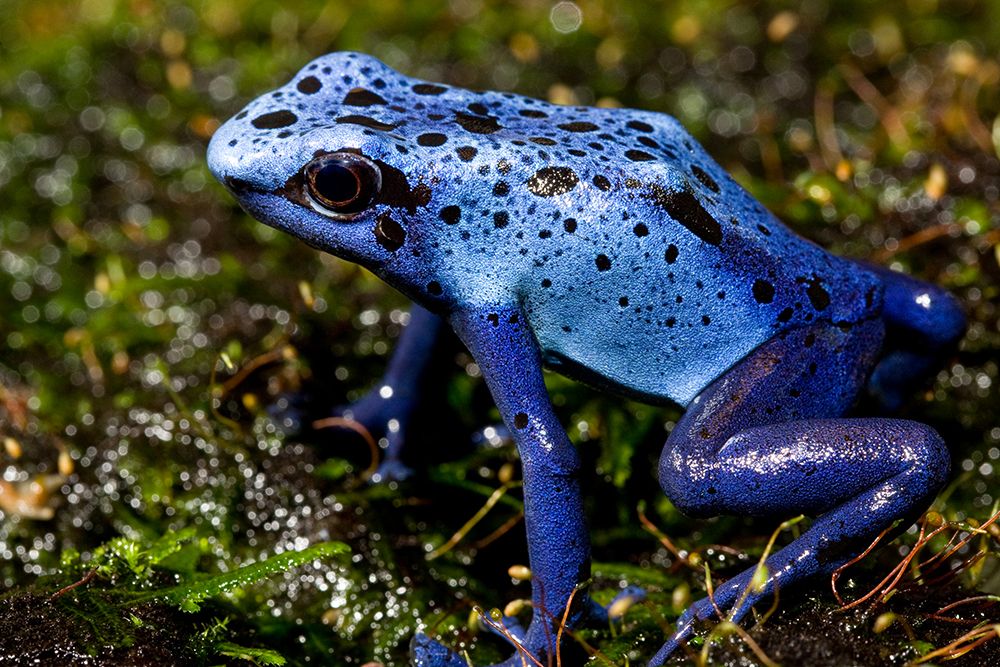 Blue Poison Frog