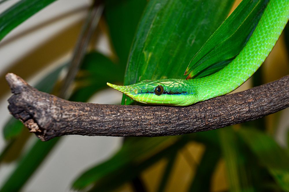 Rhinoceros Snake II