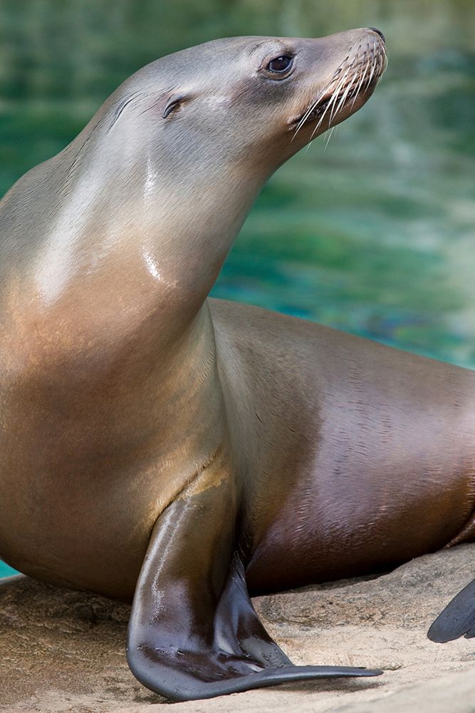 California Sea Lion
