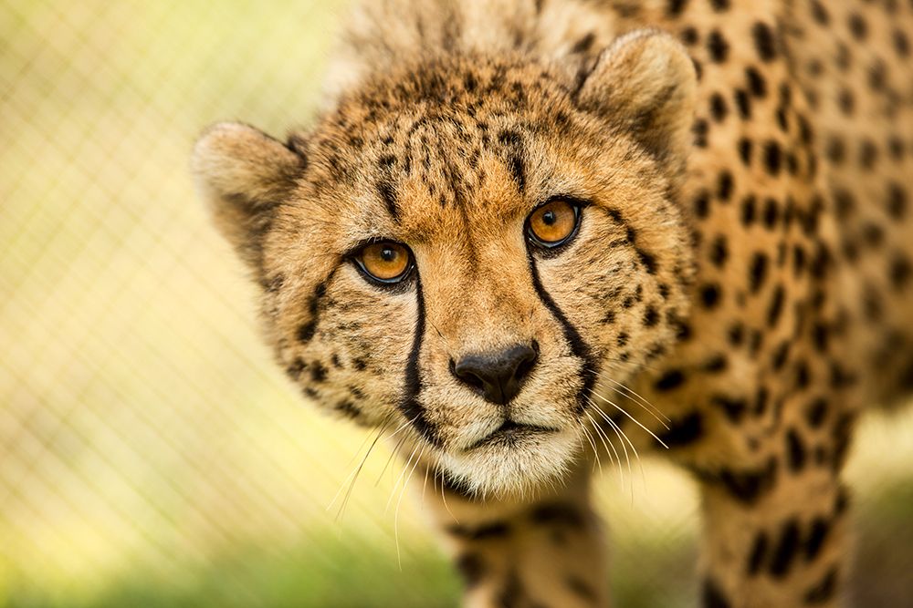 Cheetah