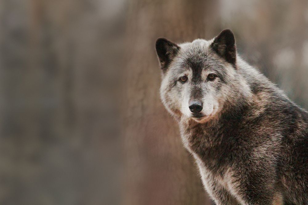 Gray Wolf