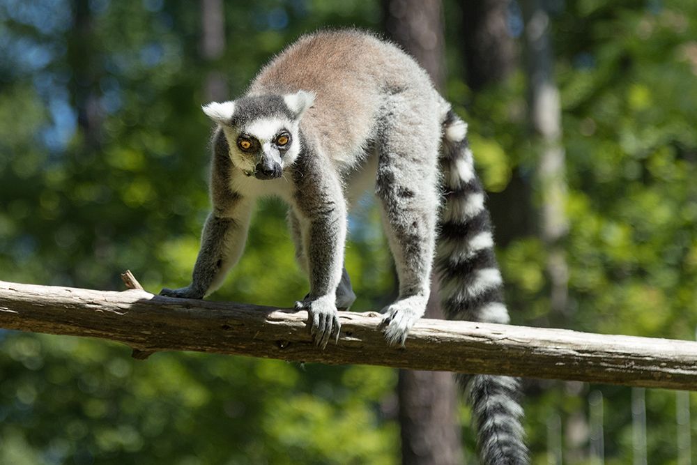 Lemur