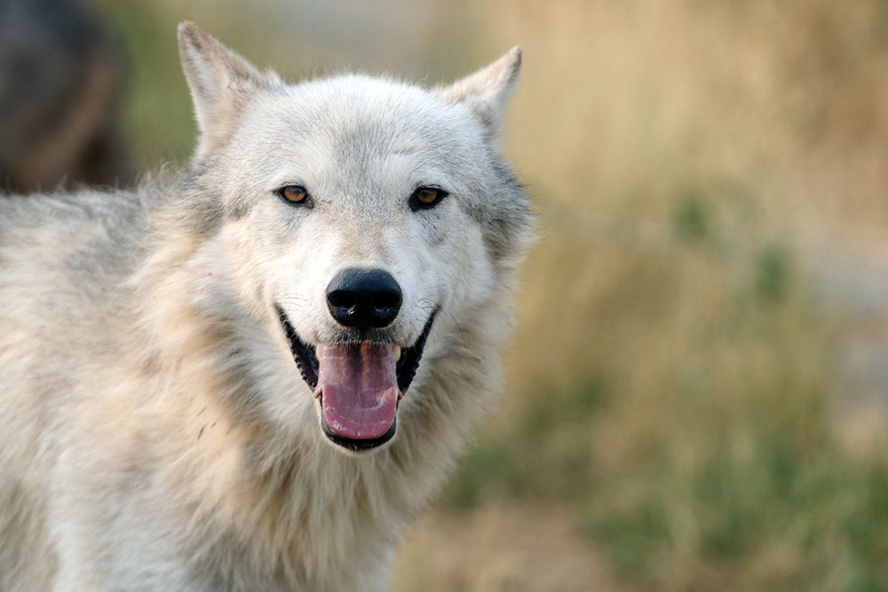 Lone Wolf