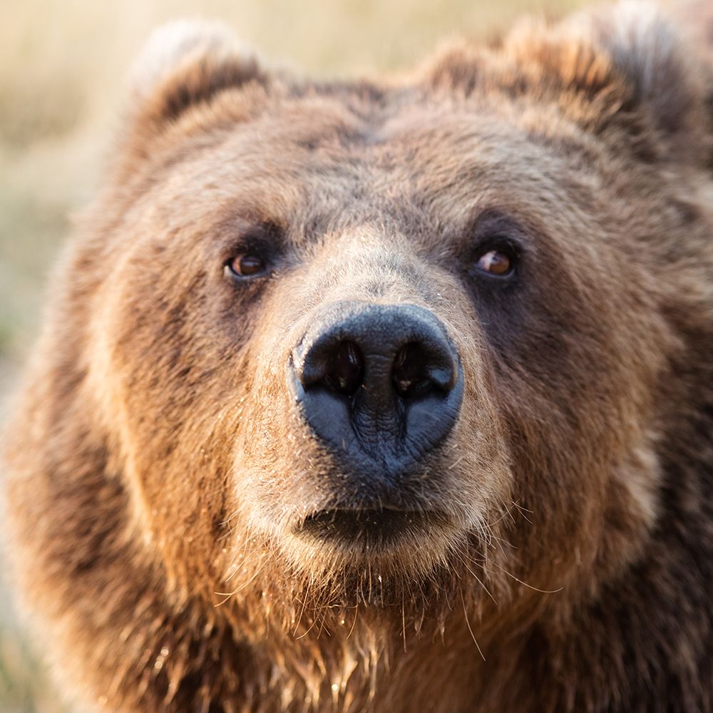 Big Brown Bear