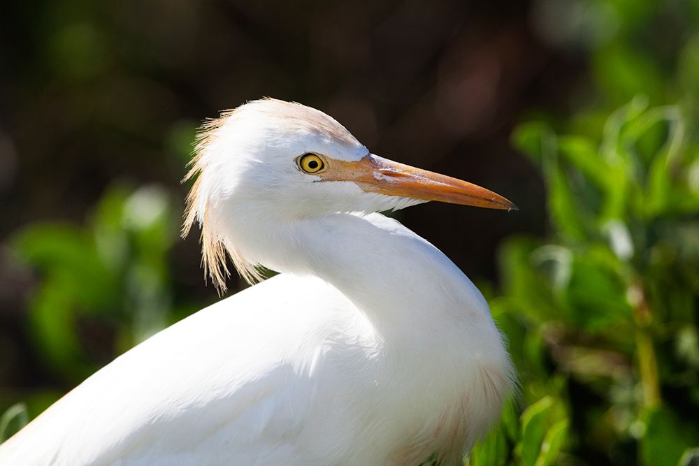 Snowy Egret