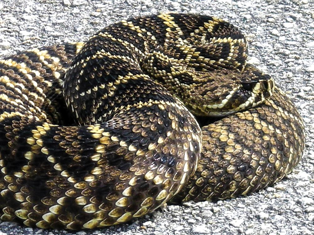 Snake