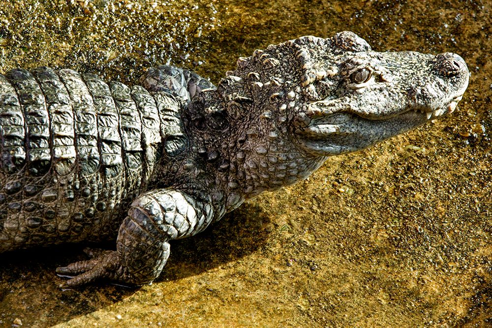 Chinese Alligator