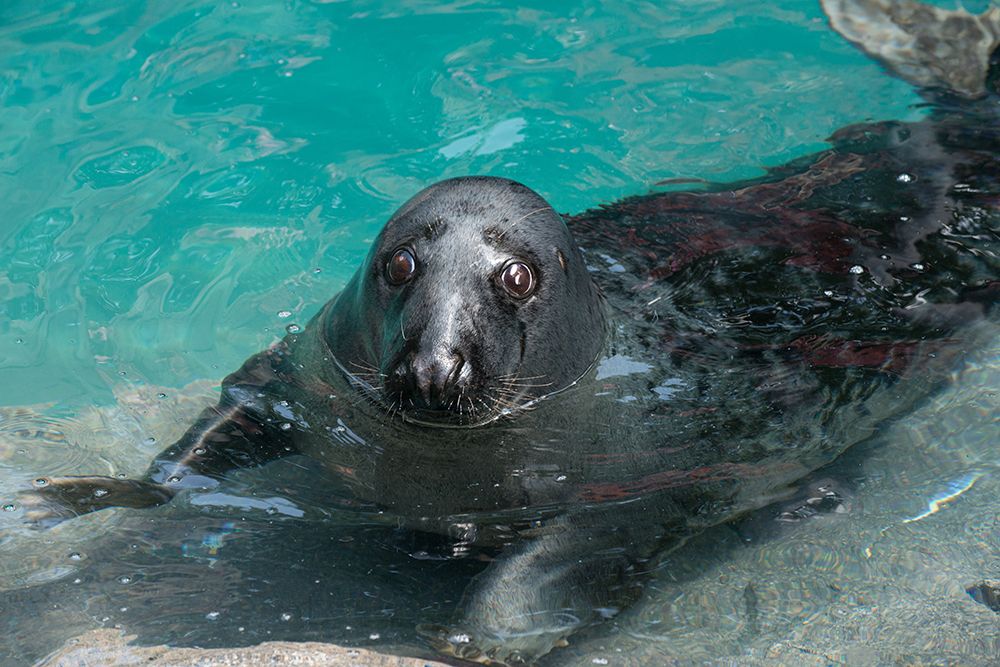 Gray Seal