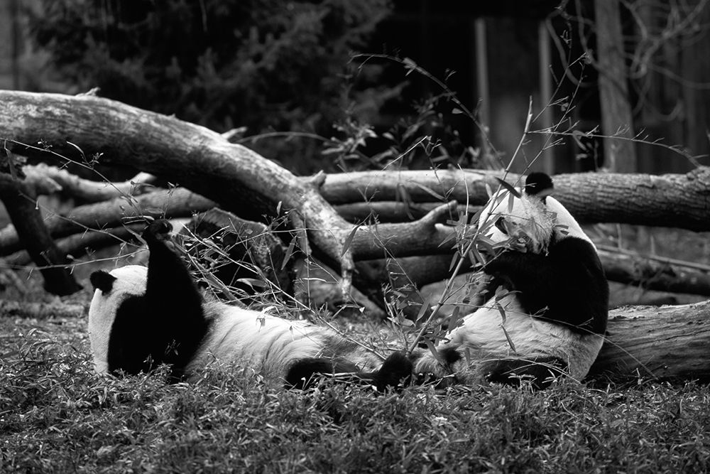 Giant pandas