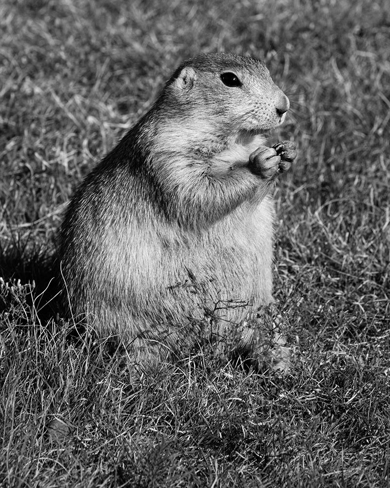 Prairie dog at Devils Tower National Monument-Wyoming