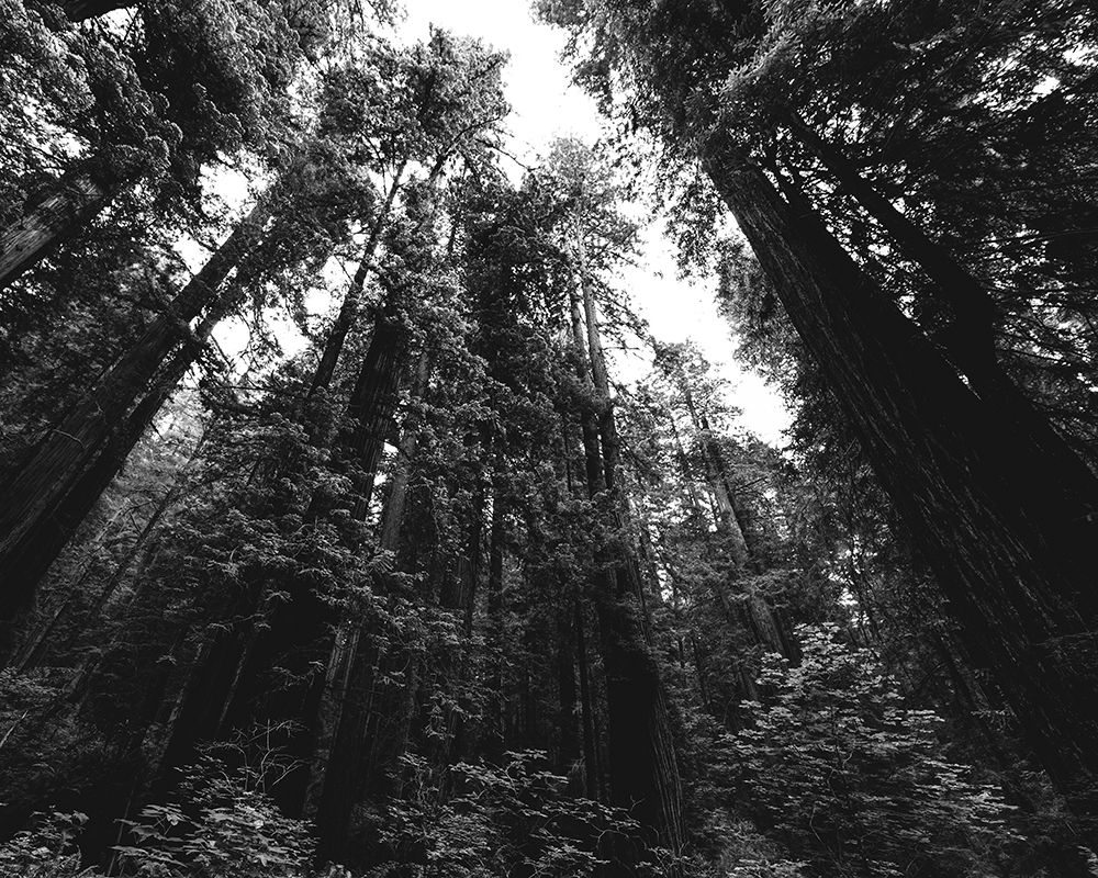 Redwood National and State Park-United States-Northern California