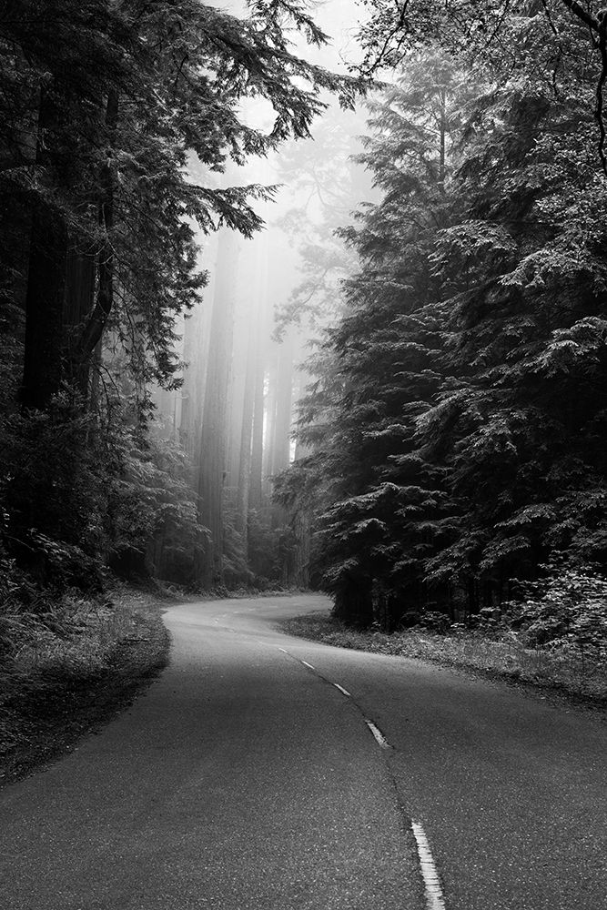 Redwood National and State Park on U.S. 101 California