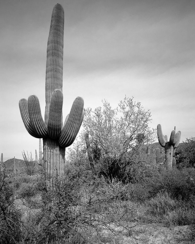 Saguaro Sentinel