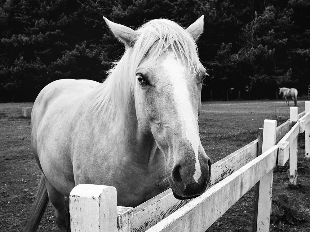 Horse in Orick-California