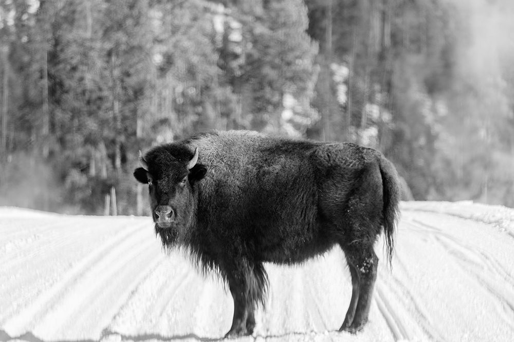American bison Yellowstone National Park Wyoming