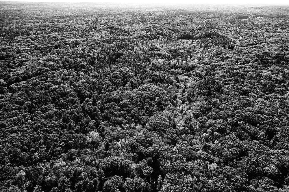 Forests near Ogunquit-Maine