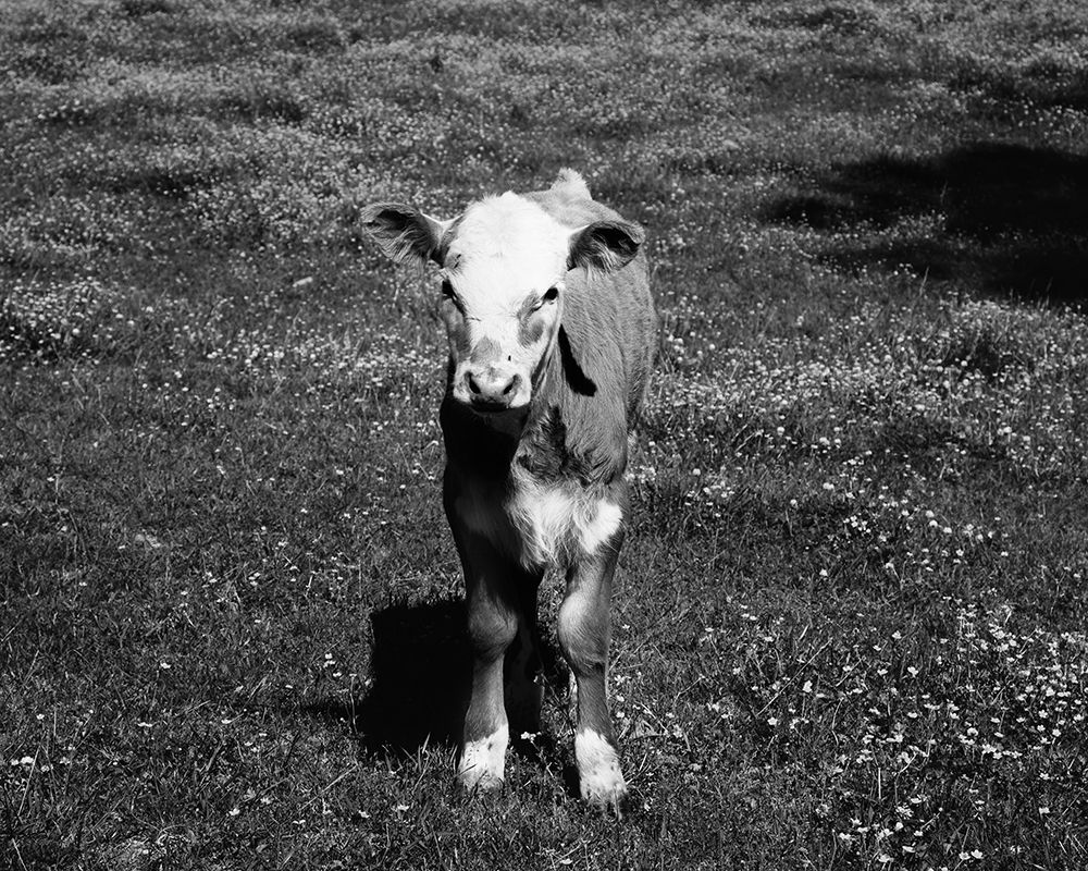 Young calf standing in a field in rural Alabama