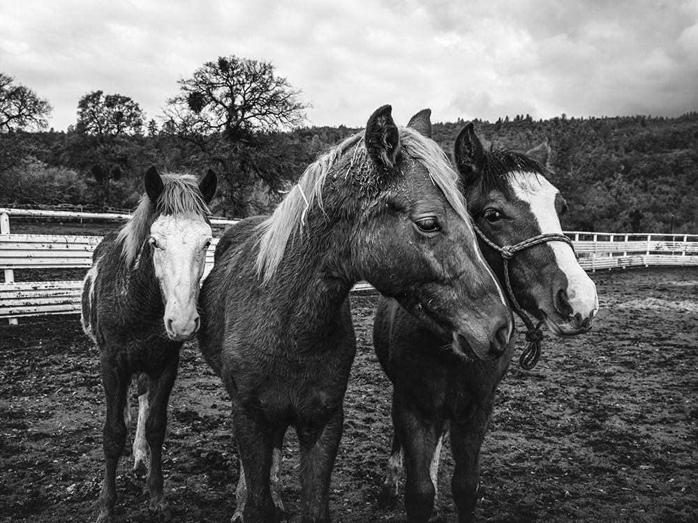 Yearlings on a ranch in Red River County Detroit-Texas