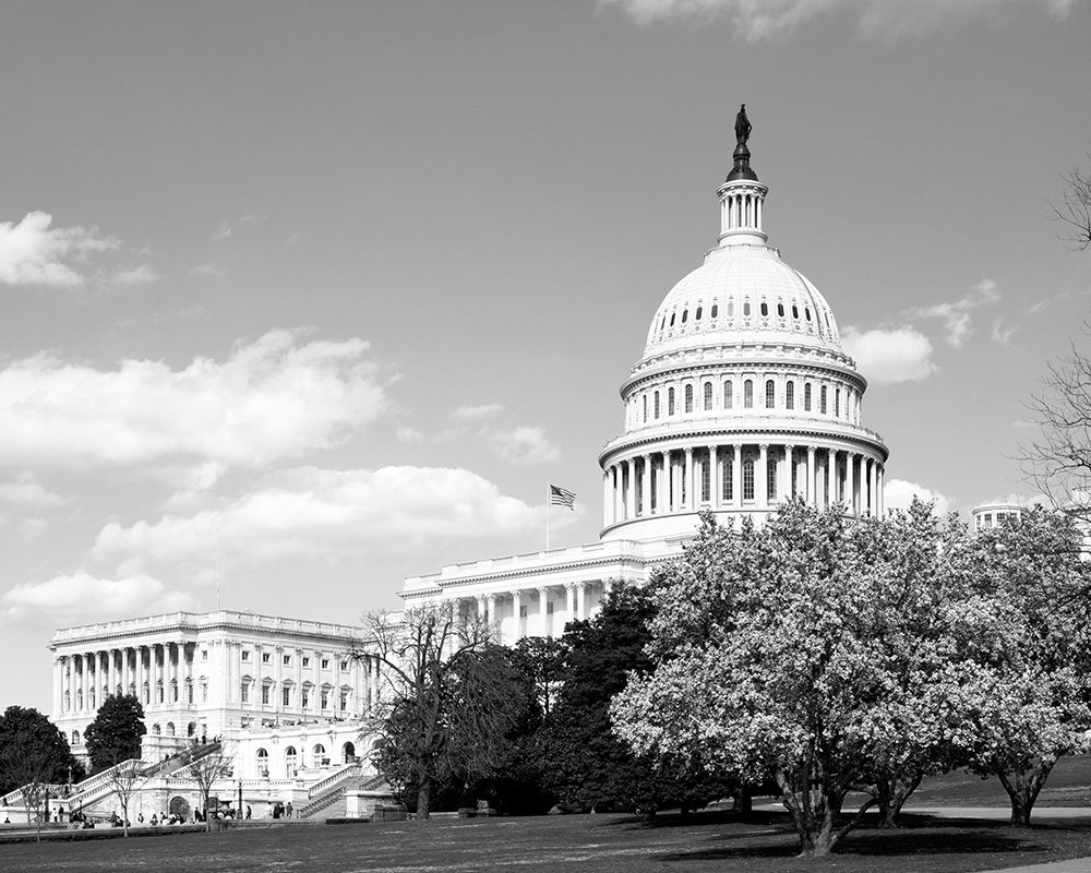 Capitol Hill Washington D.C. in cherry blossom season