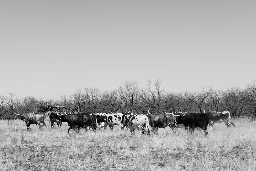 Longhorn cattle grazing near Fort Griffin Texas