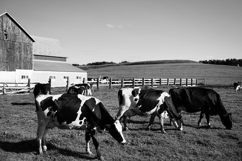 Holstein dairy cows Westby-Vernon County-Wisconsin