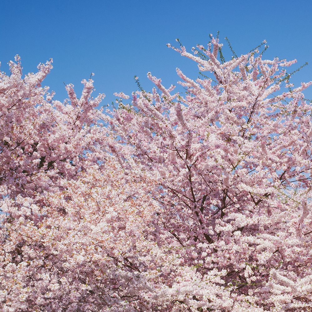Cherry blossoms Washington Monument in Washington D.C.